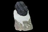 Morocops Trilobite - Foum Zguid, Morocco #165915-1
